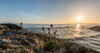 Sea pink wildflowers on Long Beach, Pacific Rim National Park Reserve, Vancouver Island, British Columbia, Canada Poster Print by Panoramic Images - Item # VARPPI174114