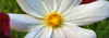 White flower in bloom, Oregon, USA Poster Print by Panoramic Images - Item # VARPPI161570