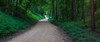 Winding road through a forest near Cassville, Grant County, Wisconsin, USA Poster Print by Panoramic Images - Item # VARPPI175420