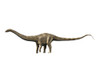 Supersaurus is a sauropod dinosaur from the Late Jurassic period. Poster Print by Nobumichi Tamura/Stocktrek Images - Item # VARPSTNBT600184P
