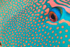 Extreme close-up of the pattern on a bicolor parrotfish, Indonesia. Poster Print by VWPics/Stocktrek Images - Item # VARPSTVWP400185U