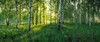 Birch trees by the Saimaa Canal, Lappeenranta, Finland Poster Print by Panoramic Images - Item # VARPPI158615