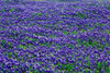 Field of bluebonnets in bloom Spring Willow City Loop Rd. TX Poster Print by Panoramic Images - Item # VARPPI182738