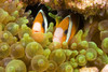 Clark's anemonefish in sea anemone, Komodo, Indonesia. Poster Print by VWPics/Stocktrek Images - Item # VARPSTVWP400191U