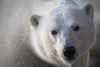 Young polar bear staring into camera lens during sunrise; Churchill, Manitoba, Canada Poster Print by Robert Postma / Design Pics - Item # VARDPI12321301