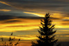 Silhouette of evergreen tree with colourful dramatic sky at sunset; Calgary, Alberta, Canada Poster Print by Michael Interisano / Design Pics - Item # VARDPI12324564
