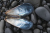 A Blue Mussel Shell Rests On The Beach; Cannon Beach, Oregon, United States Of America Poster Print by Robert L. Potts / Design Pics - Item # VARDPI2373761