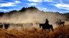 Cowboys driving cattle, Moab, Utah, USA Poster Print by Panoramic Images - Item # VARPPI173567