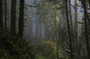 Sunlight and fog mix at Ecola State Park on the North Oregon Coast; Cannon Beach, Oregon, United States of America Poster Print by Robert L. Potts / Design Pics - Item # VARDPI2384896