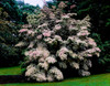 Kousa Dogwood trees in a garden, United States National Arboretum, Washington DC, USA Poster Print by Panoramic Images - Item # VARPPI166875