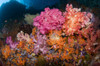 Soft coral and tropical fish, Raja Ampat, Indonesia. Poster Print by VWPics/Stocktrek Images - Item # VARPSTVWP400633U