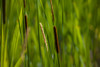 Close-up of cattails plant in a field Poster Print by Panoramic Images - Item # VARPPI173305