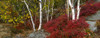 Trees in forest during autumn, Mount Desert Island, Acadia National Park, Hancock County, Maine, USA Poster Print by Panoramic Images - Item # VARPPI162262