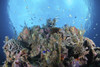 Coral reef, Siaton, Philippines. Poster Print by VWPics/Stocktrek Images - Item # VARPSTVWP400958U