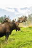 Bull moose with antlers in velvet, captive in Alaska Wildlife Conservation Center, South-central Alaska; Portage, Alaska, United States of America Poster Print by Doug Lindstrand / Design Pics - Item # VARDPI12318708