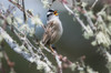 A White-crowned Sparrow sings; Astoria, Oregon, United States of America Poster Print by Robert L. Potts / Design Pics - Item # VARDPI2384120