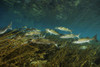 Striped mullet, Salt Springs, Florida. Poster Print by VWPics/Stocktrek Images - Item # VARPSTVWP400465U