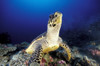 Hawksbill sea turtle, South Ari Atoll, Maldives. Poster Print by Steve Jones/Stocktrek Images - Item # VARPSTSJN400758U