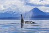 An Orca Whale surfaces near Juneau, Lynn Canal, Chilkat Mountains, Inside Passage; Alaska, United States of America Poster Print by John Hyde / Design Pics - Item # VARDPI12307046 An Orca Whale surfaces near Juneau, Lynn Canal, Chilkat Mountains, Inside Passage; Alaska, United States of America Poster Print by John Hyde / Design Pics - Item # VARDPI12307046