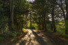 Sunlight and shadows cast on a path leading through a forest; North Yorkshire, England Poster Print by John Short / Design Pics - Item # VARDPI12324682