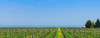 Vineyard in Niagara on the lake in Ontario, Canada Poster Print by Panoramic Images - Item # VARPPI155246
