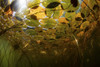 Sunlight shines down on lily pads growing on a lake in New England. Poster Print by Ethan Daniels/Stocktrek Images - Item # VARPSTETH400999U