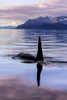 An Orca Whale surfaces near Juneau in Lynn Canal, Inside Passage; Alaska, United States of America Poster Print by John Hyde / Design Pics - Item # VARDPI12321308