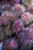 Sea Urchins for sale, Cadiz, Andalusia, Spain Poster Print by Panoramic Images - Item # VARPPI156847