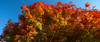 Trees in autumn, Bath, Sagadahoc County, Maine, USA Poster Print by Panoramic Images - Item # VARPPI162291