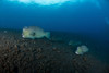 Several bumphead parrotfish swimming over black sand near the Liberty Wreck in Indonesia. Poster Print by Mathieu Meur/Stocktrek Images - Item # VARPSTMME400682U