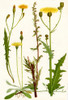 Wildflowers. 1. Cat's ear 2. Mouse ear Hawkweed 3. Mugwort 4. Corn Sowthistle Poster Print by Hilary Jane Morgan / Design Pics - Item # VARDPI12285729