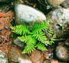 Fern leaves and rock in a forest, Swift River, White Mountain National Forest, New Hampshire, USA Poster Print by Panoramic Images - Item # VARPPI167335