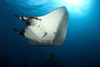 Giant manta ray, San Benedicto Island, Mexico. Poster Print by VWPics/Stocktrek Images - Item # VARPSTVWP401431U
