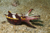 Flamboyant cuttlefish, Lembeh Strait, Indonesia. Poster Print by VWPics/Stocktrek Images - Item # VARPSTVWP401160U
