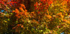 Trees in autumn, Bath, Sagadahoc County, Maine, USA Poster Print by Panoramic Images - Item # VARPPI162289