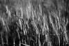 Black and white image of barley grain in the rolling fields in Palouse County of Eastern Washington; Washington, United States of America Poster Print by Doug Ogden / Design Pics - Item # VARDPI12318758