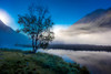 Lone tree with morning fog seen on Tern Lake, Kenai Penninsula, Alaska Poster Print by Panoramic Images - Item # VARPPI182484