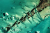 Satellite view of cays in North Atlantic Ocean, Bahamas Poster Print by Panoramic Images - Item # VARPPI181345