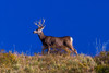 Deer and Blue Sky outside of Ridgway, Colorado Poster Print by Panoramic Images - Item # VARPPI182533