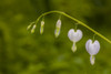 Close-up of White Bleeding Heart flowers blooming Poster Print by Panoramic Images - Item # VARPPI173283