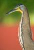 Bare-Throated Tiger Heron, Tortuguero, Costa Rica Poster Print by Panoramic Images - Item # VARPPI157334