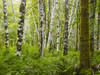 A forest with dense plant growth on the forest floor and moss covered tree trunks; Tofino, British Columbia, Canada Poster Print by Ian Grant / Design Pics - Item # VARDPI12324255