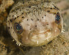 A balloonfish at West Palm Beach, Florida. Poster Print by Brent Barnes/Stocktrek Images - Item # VARPSTBBA400172U