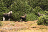 Cow moose with twin calves looking at camera, Powerline Pass, South-central Alaska; Anchorage, Alaska, United States of America Poster Print by Doug Lindstrand / Design Pics - Item # VARDPI12318702