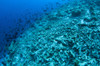 A completely destroyed reef due to bomb or dynamite fishing, Spice Islands, Indonesia. Poster Print by VWPics/Stocktrek Images - Item # VARPSTVWP400821U