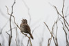 A song sparrow sings; Newport, Oregon, United States of America Poster Print by Robert L. Potts / Design Pics - Item # VARDPI12305925