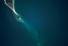 Satellite view of Cape Lookout area and North Atlantic Ocean, North Carolina, USA Poster Print by Panoramic Images - Item # VARPPI181279