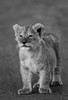Close-up of a lion cub standing, Ngorongoro Crater, Ngorongoro Conservation Area, Tanzania Poster Print by Panoramic Images - Item # VARPPI172809