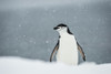 Chinstrap Penguin in a snowfall; Half Moon Island, South Shetland Islands, Antarctica Poster Print by Deb Garside / Design Pics - Item # VARDPI12311043