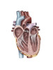Internal view of the human heart. Poster Print by Alan Gesek/Stocktrek Images - Item # VARPSTAGK700022H